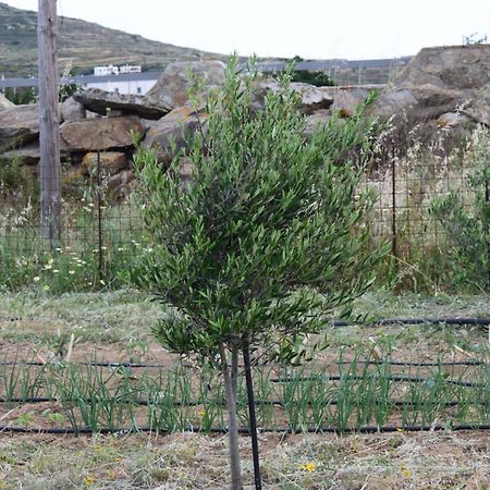 Ktima Panagia Apartamento Glinado Naxos Exterior foto